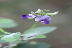 Crotalaria verrucosa